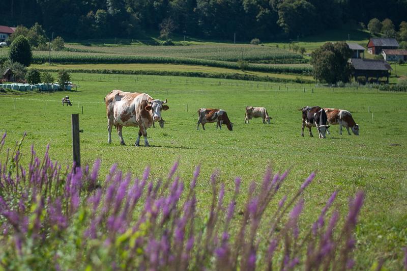 Farm Stay Kramer ビストリツァ・オプ・ソトリ エクステリア 写真